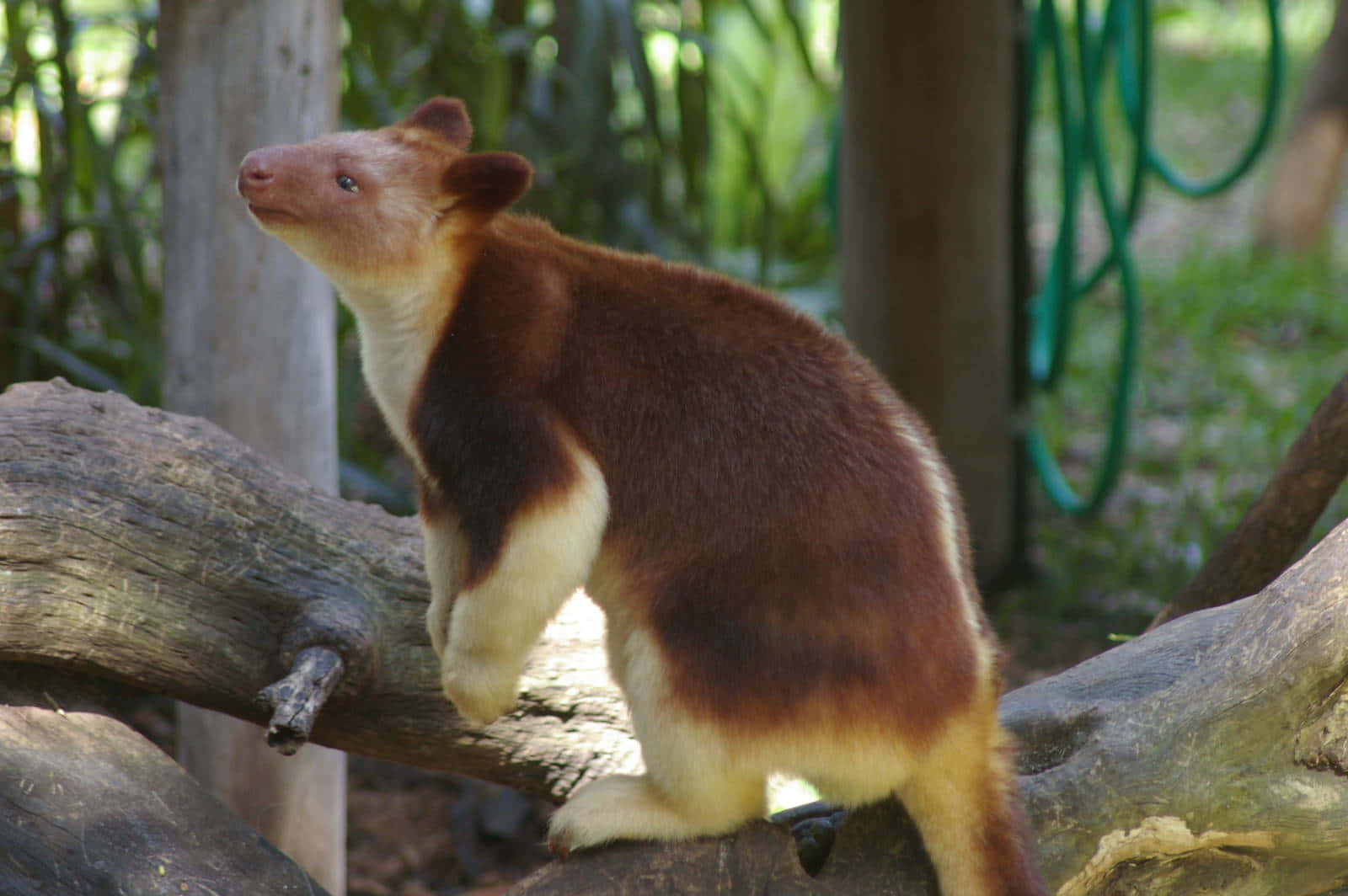 Tree Kangarooin Habitat.jpg Wallpaper