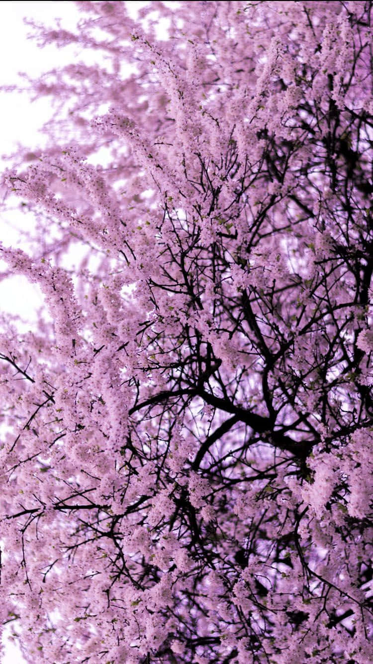 Tree Phone Purple Wallpaper