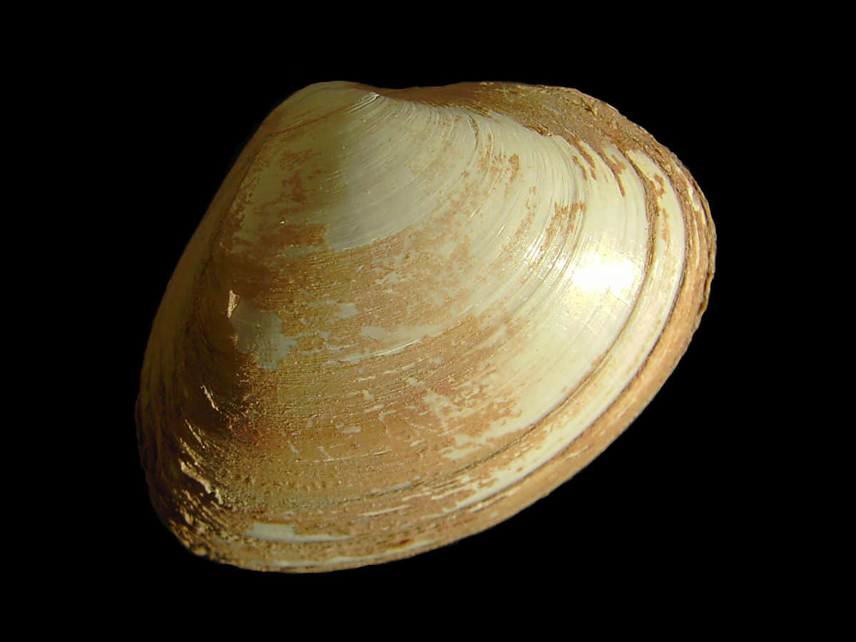 Tresus Clam Shellon Black Background Wallpaper