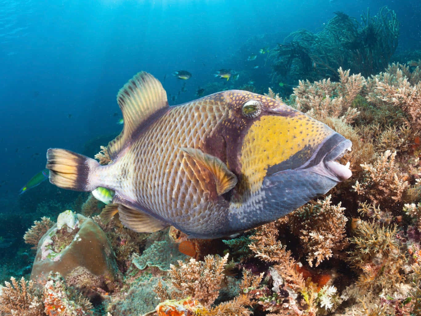 Triggerfish Swimming Over Coral Reef Wallpaper