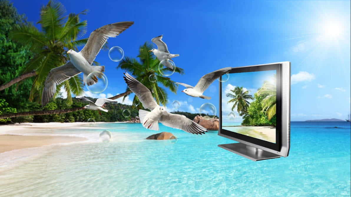 Tropical Beach Escape Monitor Seagulls Wallpaper