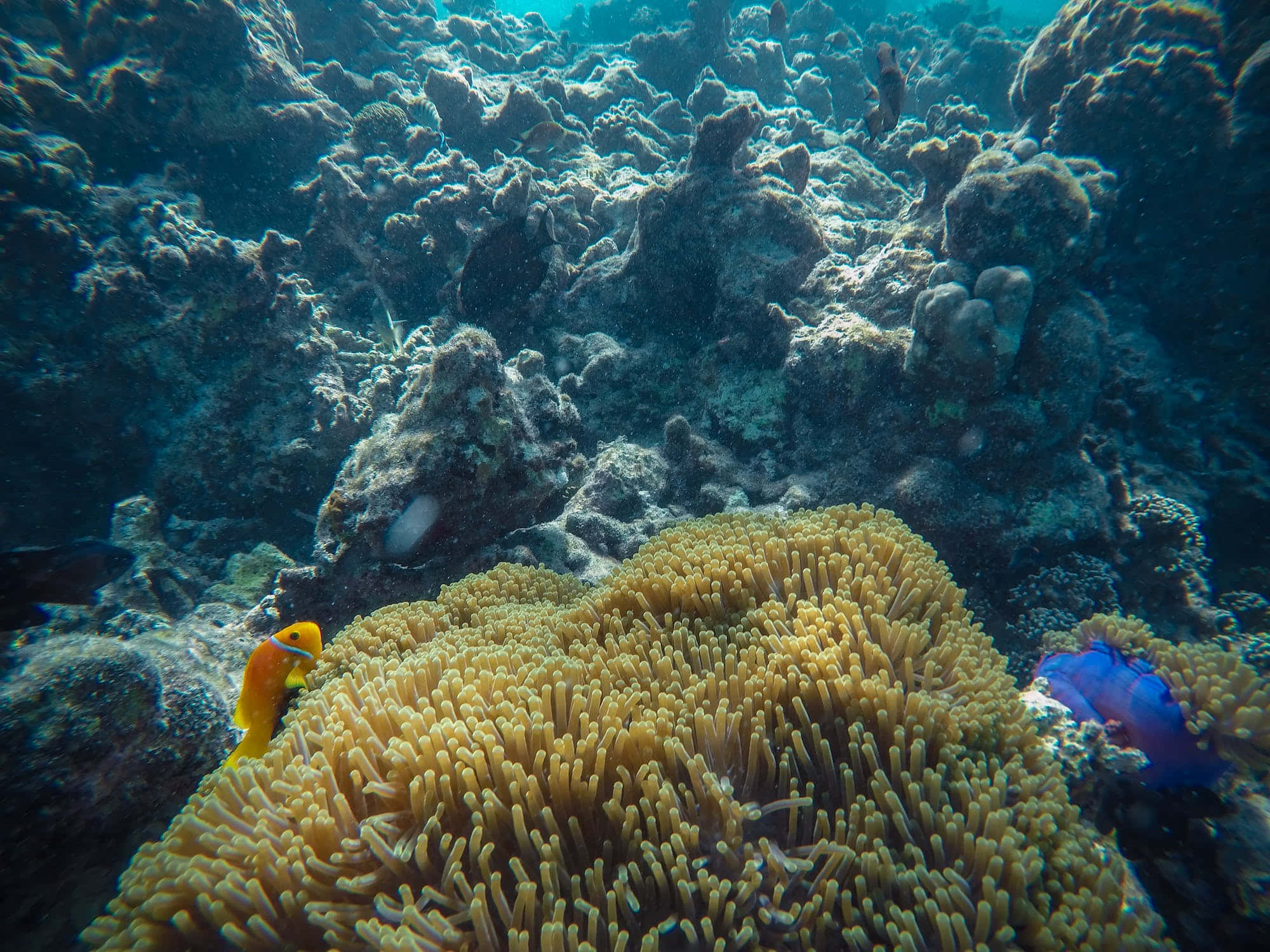 Tropical Beauty: An Elegant Surgeonfish Inits Natural Habitats Wallpaper