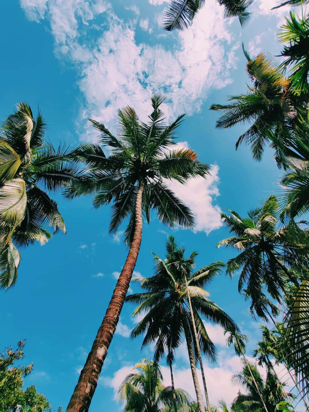 Tropical_ Coconut_ Palms_ Against_ Blue_ Sky Wallpaper