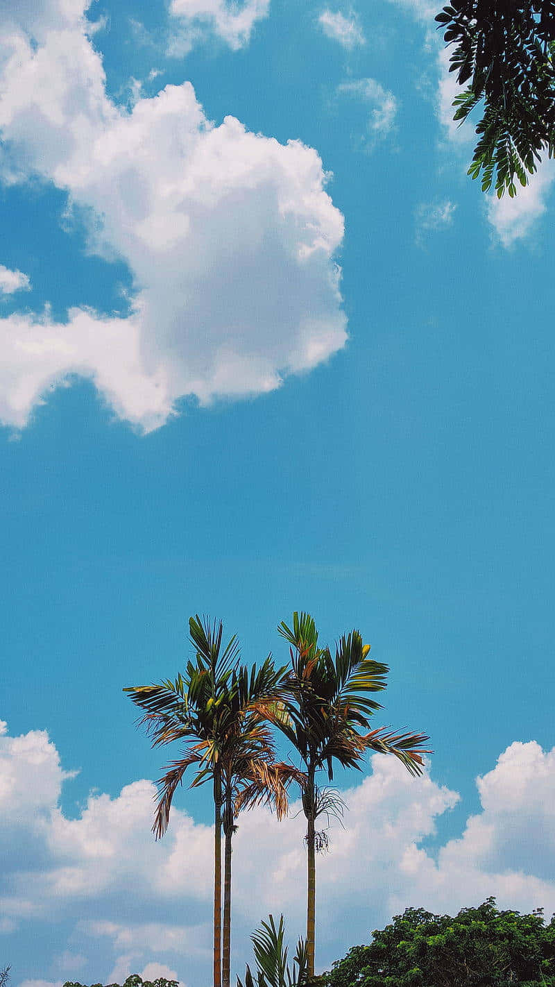 Tropical_ Coconut_ Palms_ Against_ Blue_ Sky Wallpaper