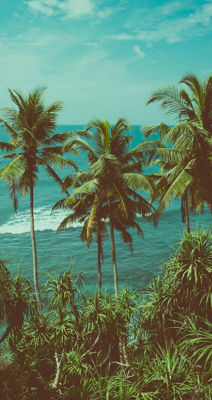 Tropical_ Coconut_ Paradise Wallpaper