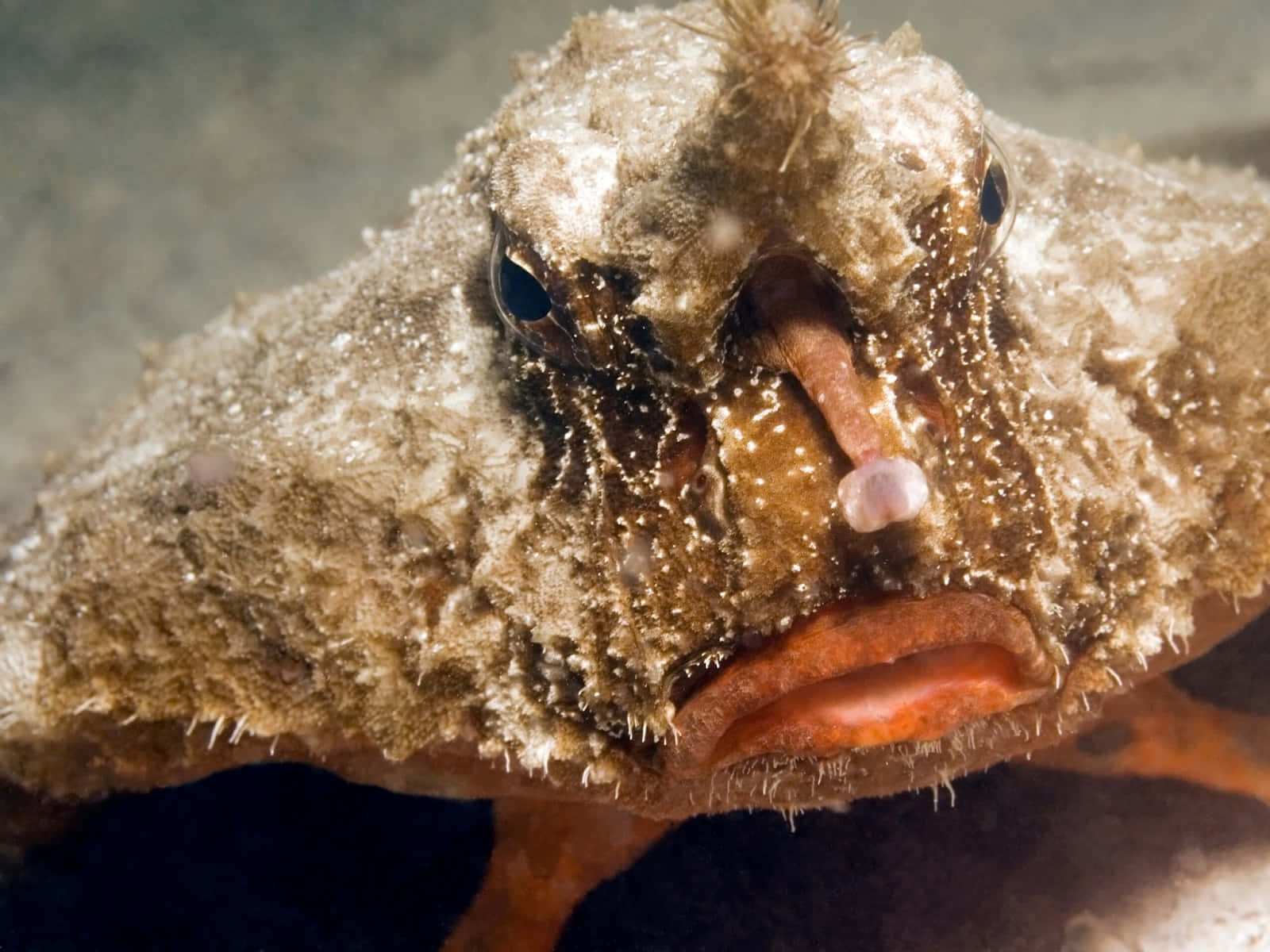 Tropical Encounter With A Batfish Wallpaper