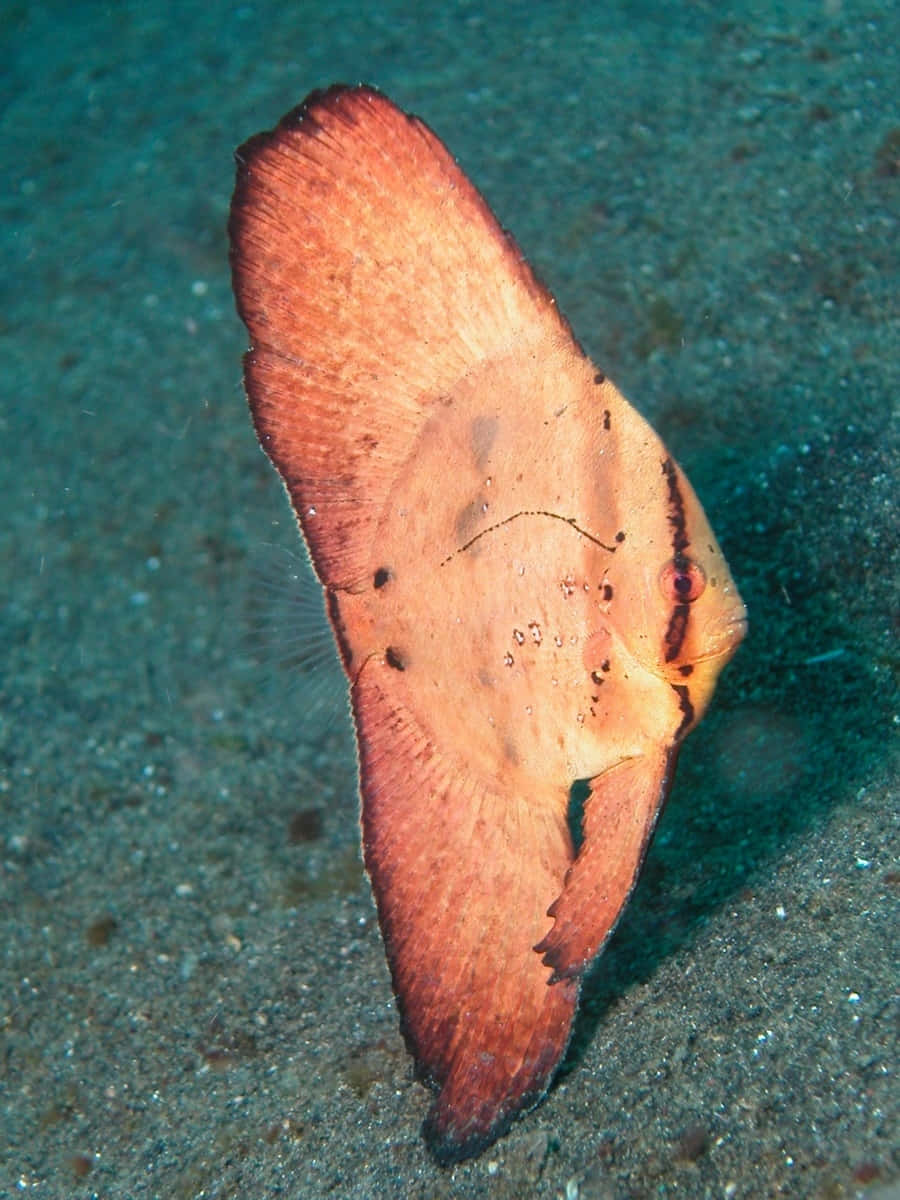 Tropical Grace - A Unique Batfish Sighting Wallpaper