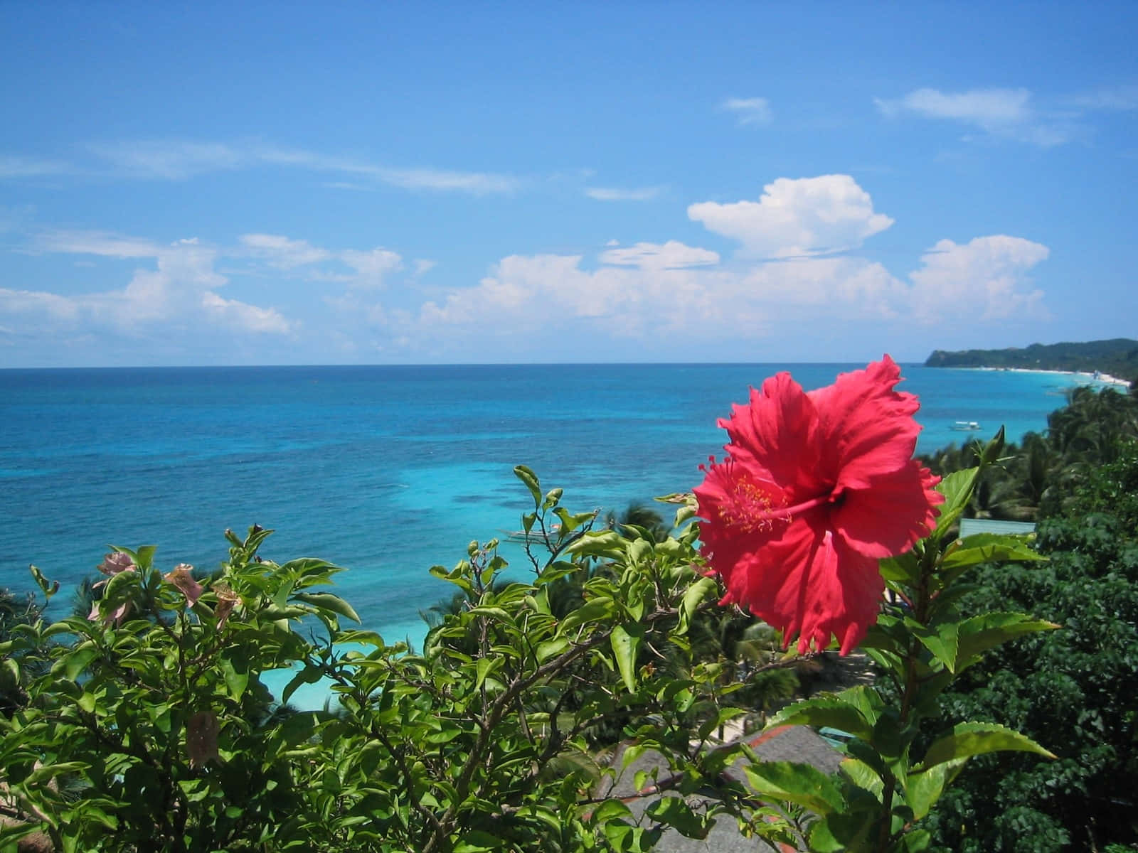 Tropical Hibiscus Overlooking Sea Wallpaper