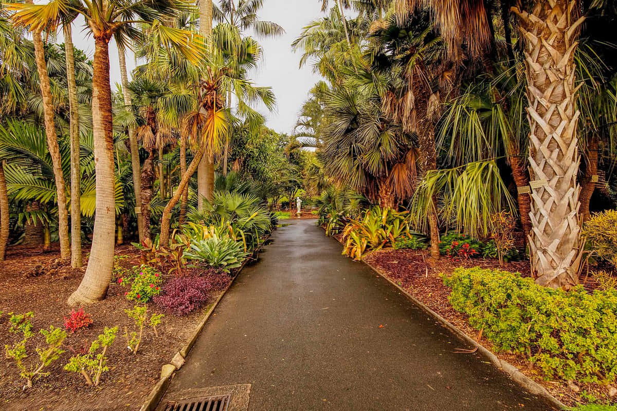 Tropical_ Pathway_ Royal_ Botanic_ Garden_ Sydney.jpg Wallpaper