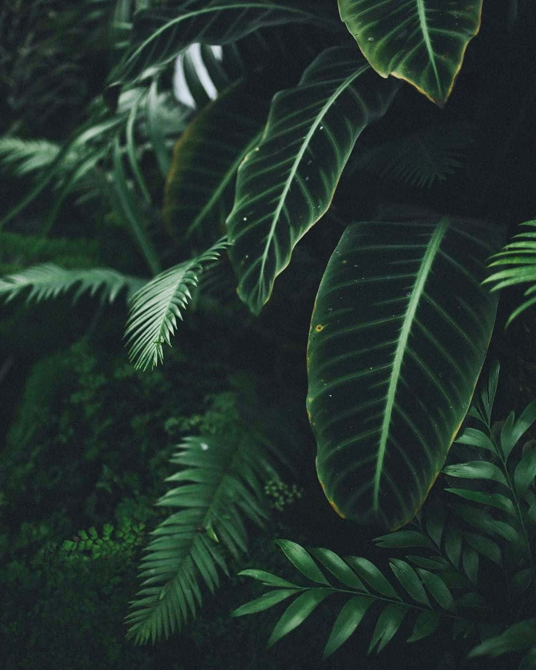 Tropical Plants Spathiphyllum Leaves Wallpaper