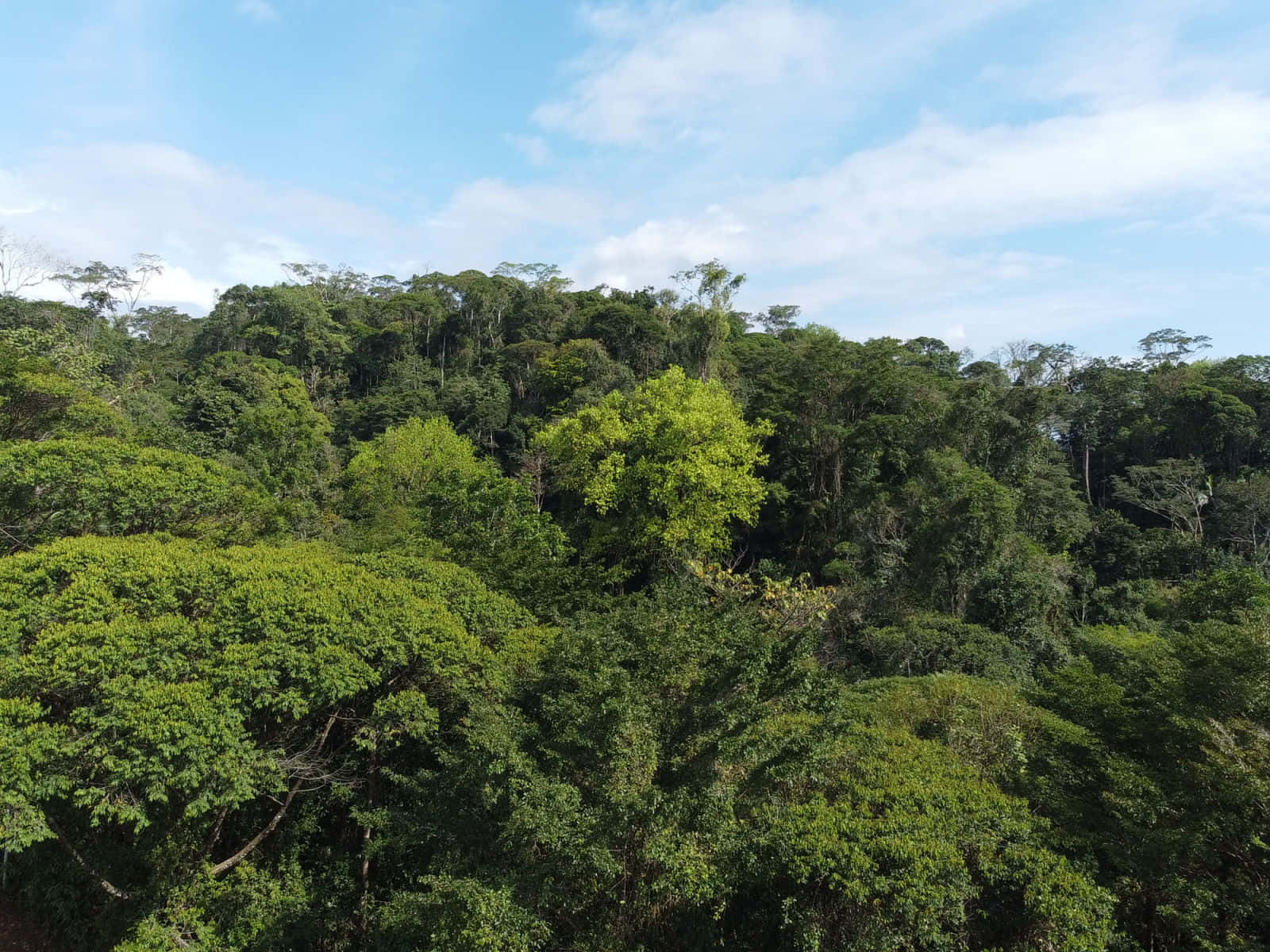 Tropical_ Rainforest_ Canopy_ View Wallpaper