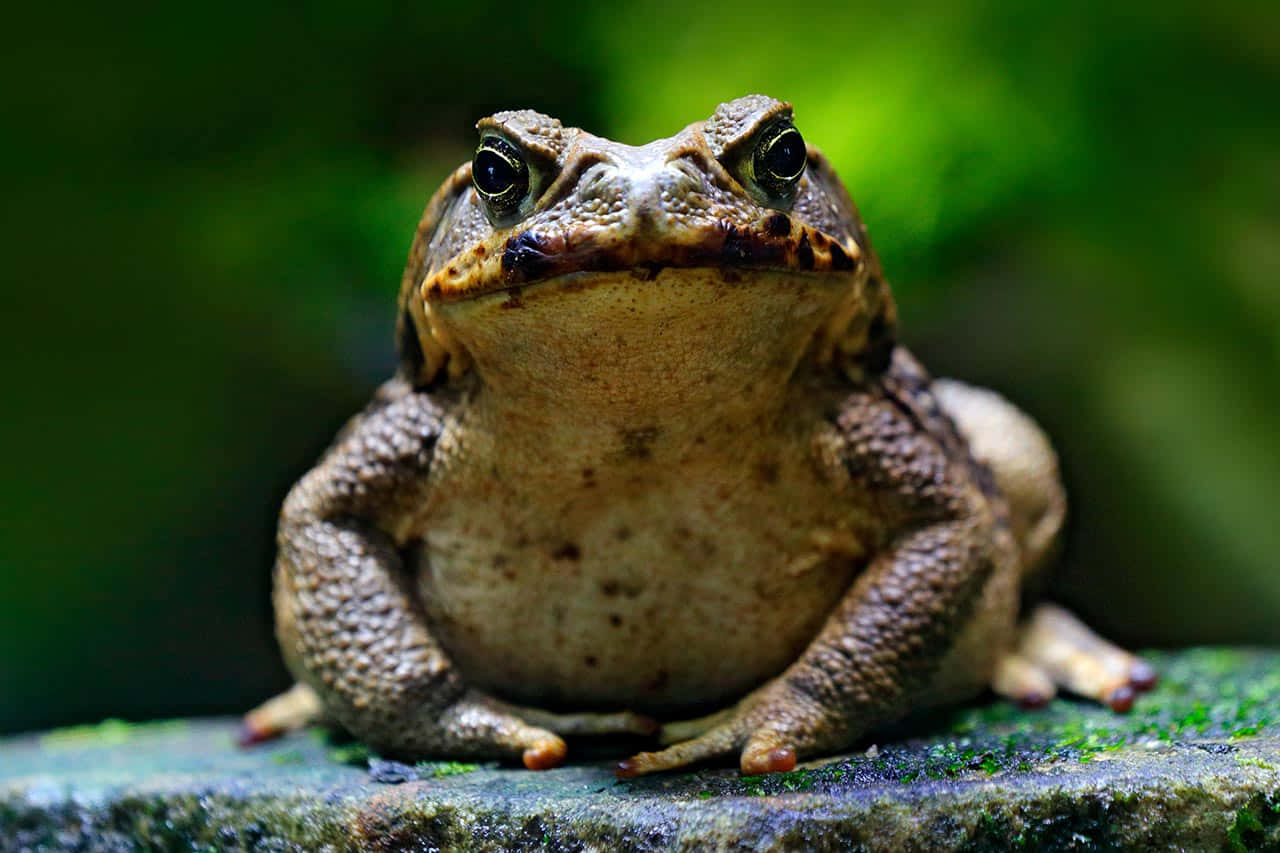 True Toad Close Up Portrait Wallpaper