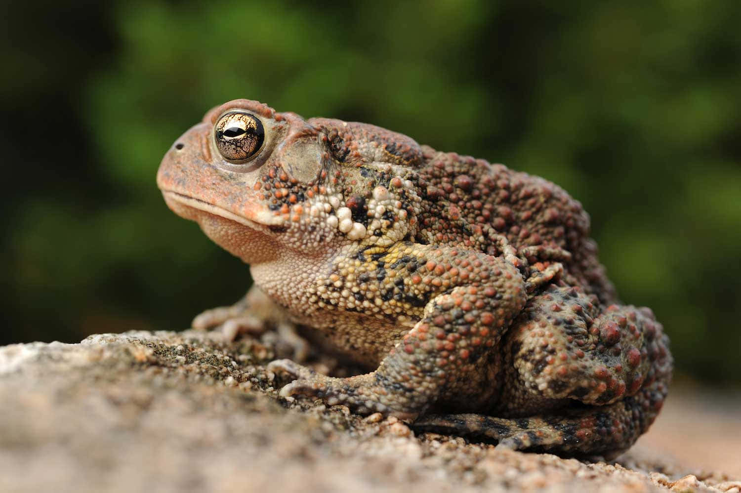 True Toad Closeup Wallpaper