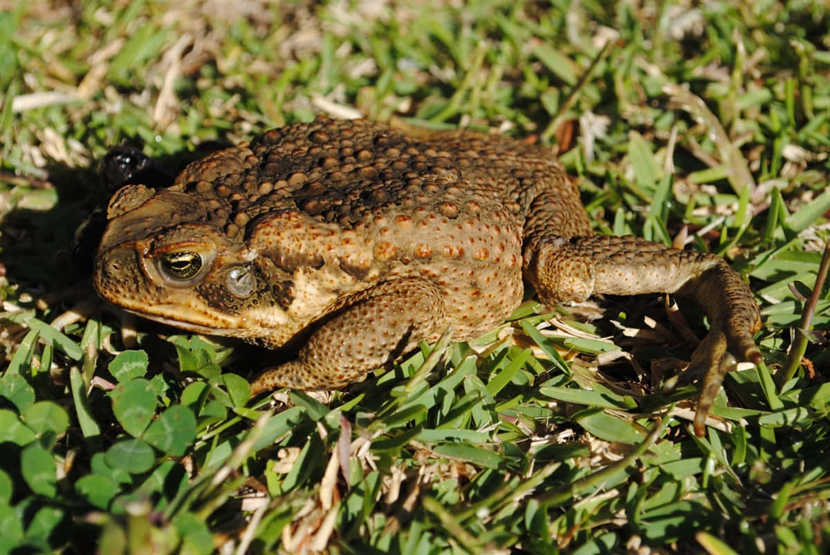 True Toadin Grass Wallpaper