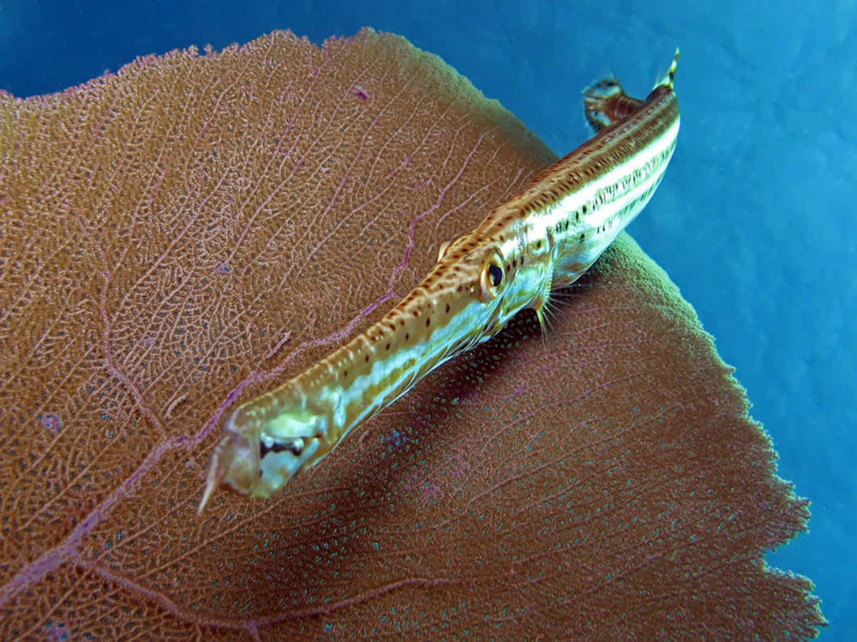 Trumpetfish Camouflaged Against Coral Wallpaper