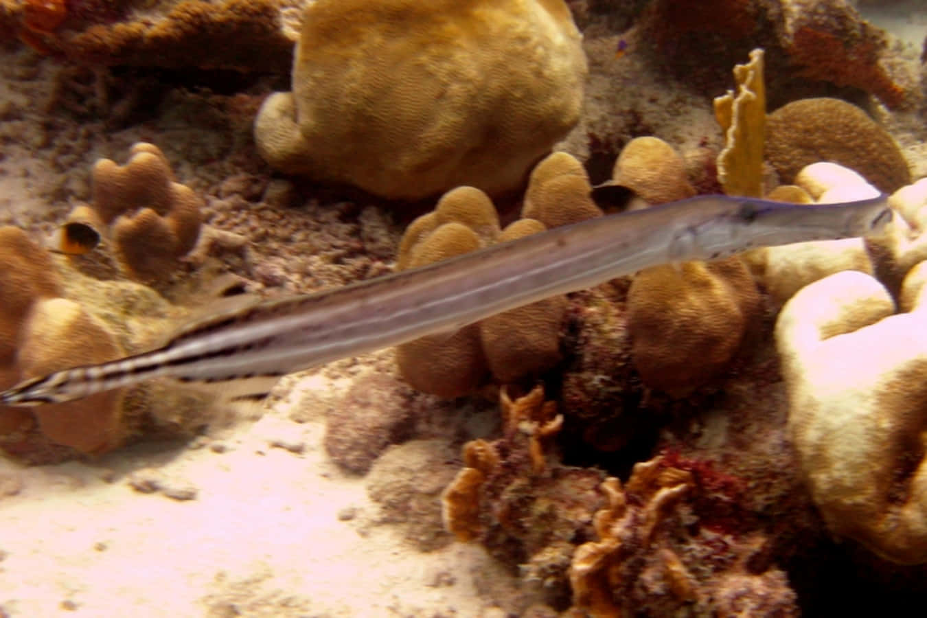 Trumpetfish Camouflaged Among Coral Wallpaper