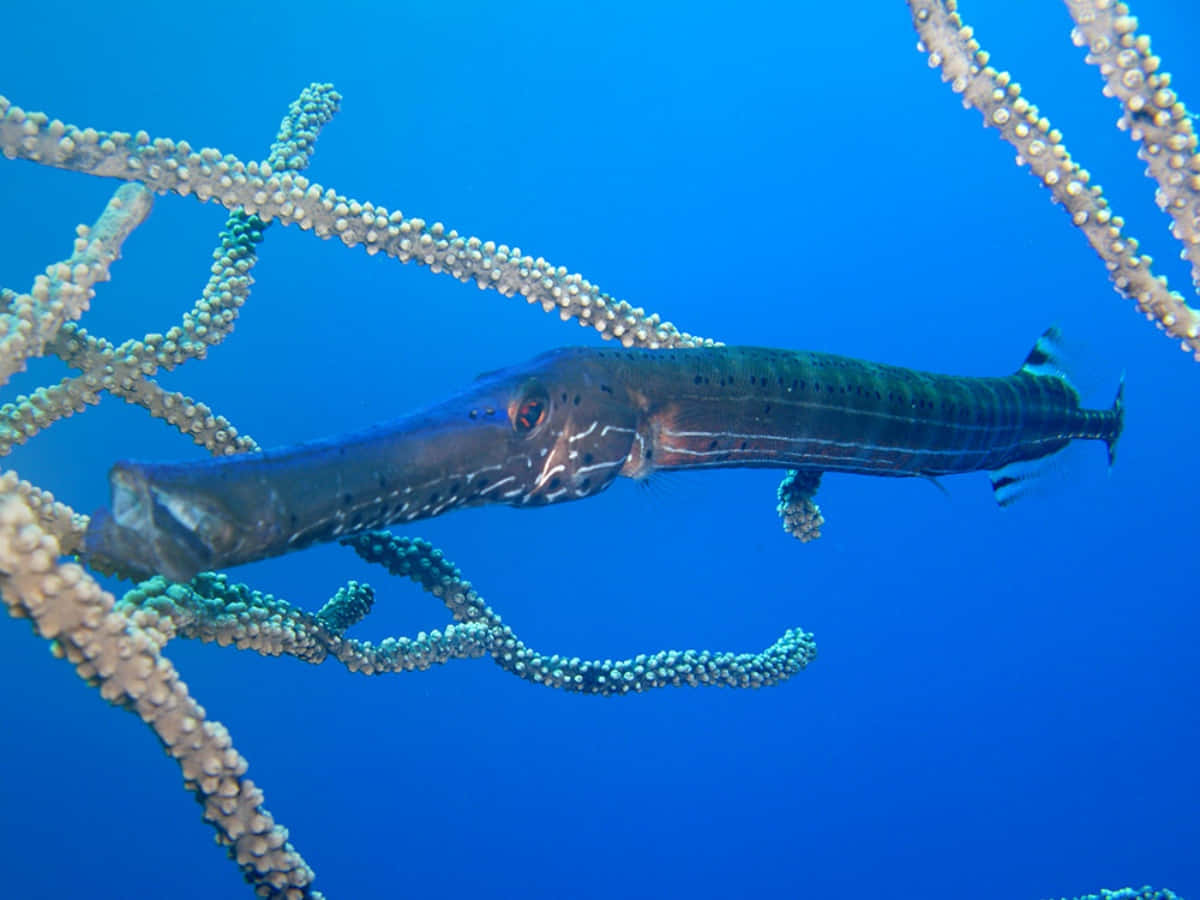 Trumpetfish Camouflaged Among Coral Wallpaper