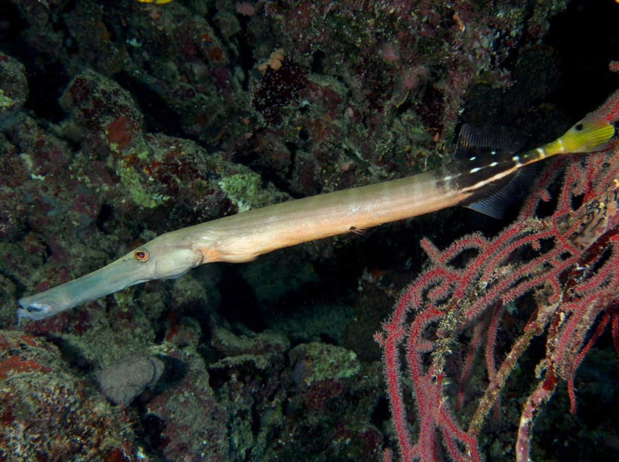 Trumpetfish Camouflaged Among Coral Reef Wallpaper