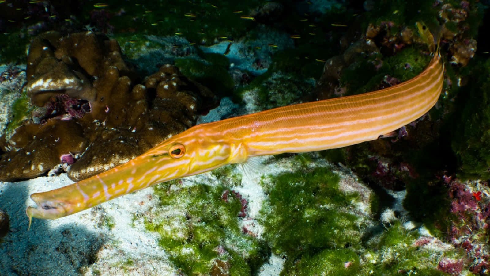 Trumpetfish Camouflaged Among Coral Reef Wallpaper