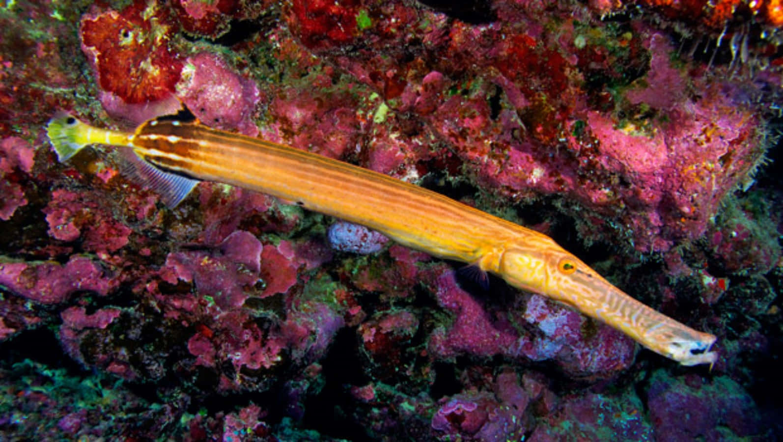 Trumpetfish Camouflaged Among Coral Reef Wallpaper