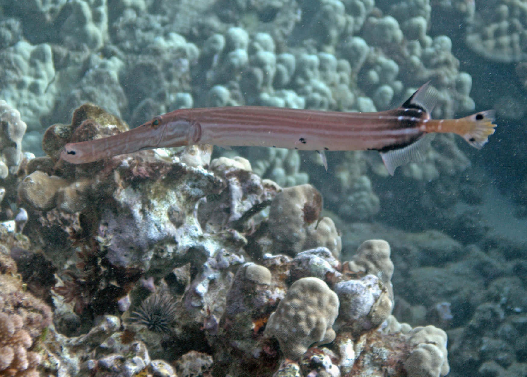 Trumpetfish Camouflaged Among Coral Reef Wallpaper