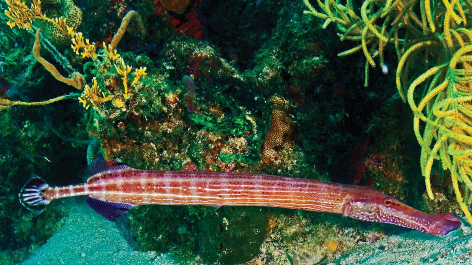 Trumpetfish Camouflaged Underwater Wallpaper