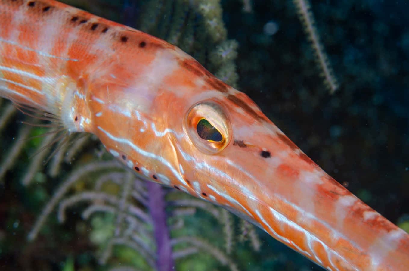 Trumpetfish Close Up Underwater Wallpaper