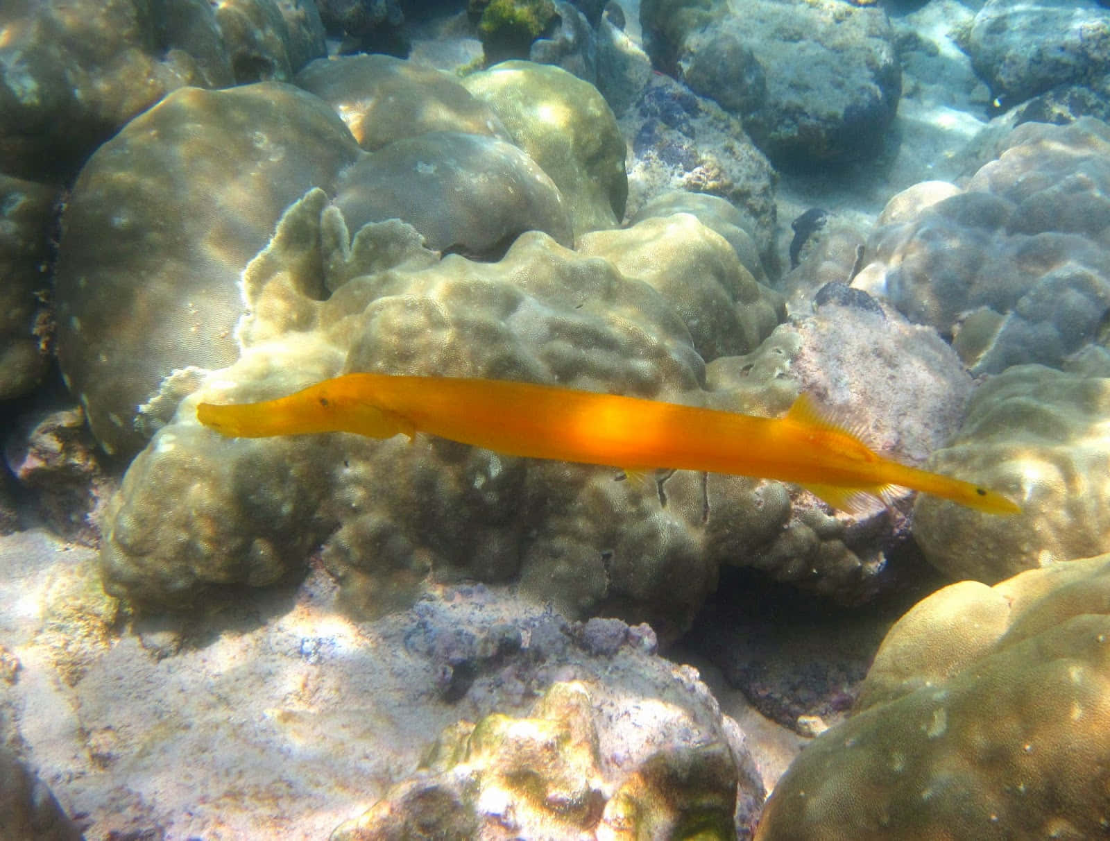 Trumpetfish Swimming Among Coral Reefs Wallpaper