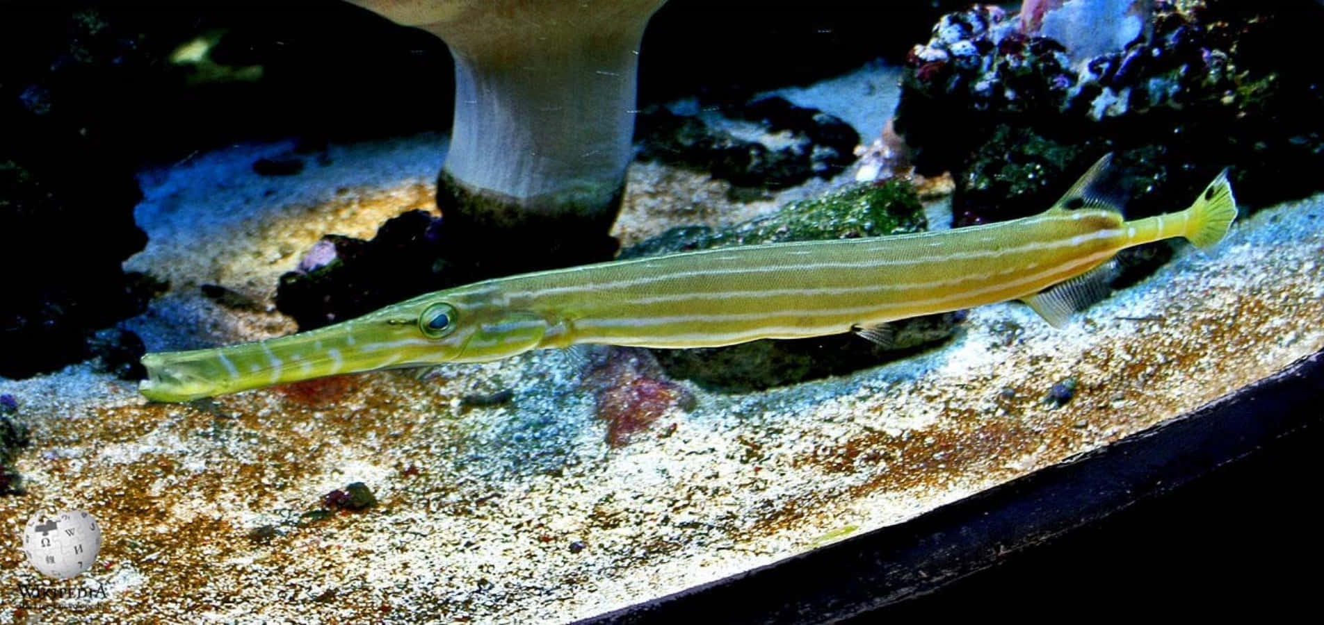 Trumpetfish Swimming Aquarium Wallpaper