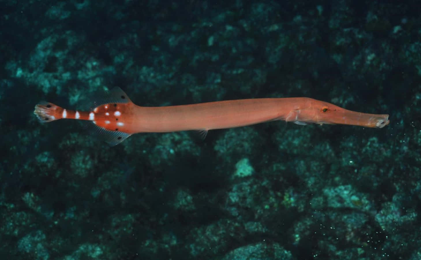 Trumpetfish Swimming Over Coral Reef Wallpaper