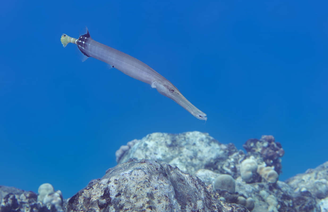 Trumpetfish Swimming Over Coral Reef Wallpaper