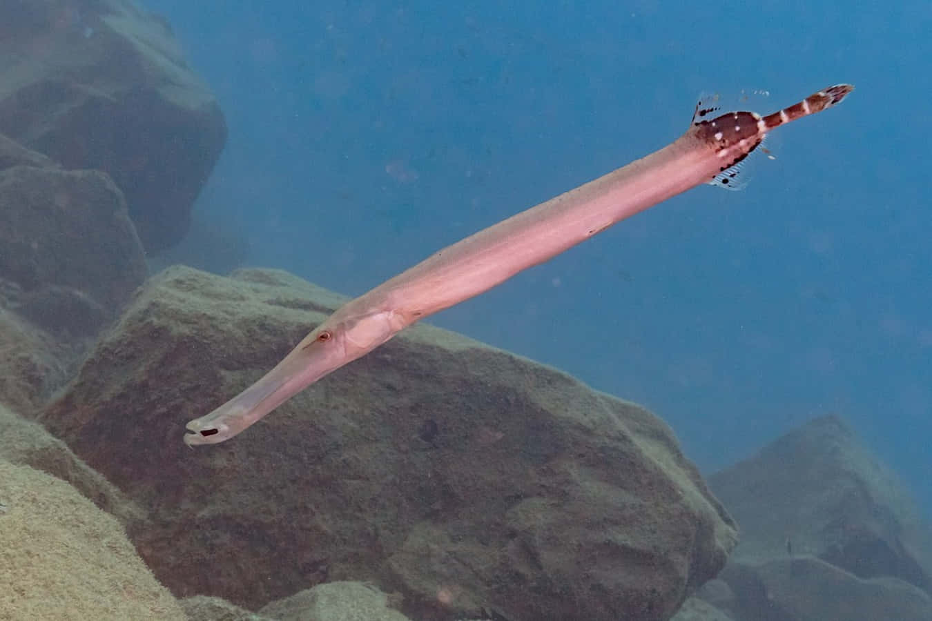 Trumpetfish Swimming Underwater.jpg Wallpaper