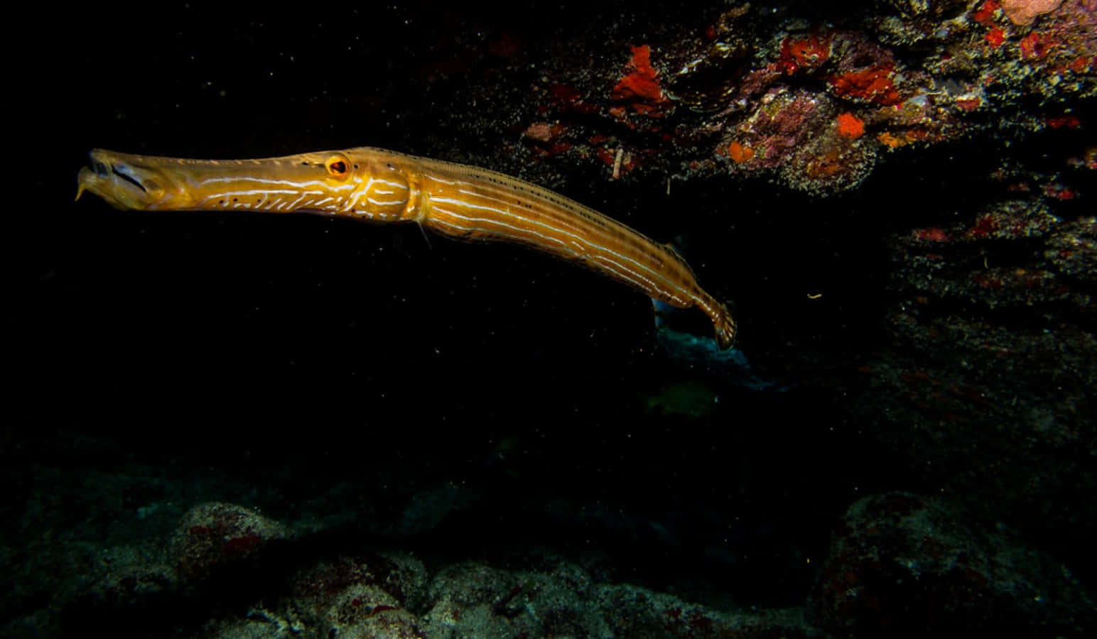 Trumpetfishin Night Waters Wallpaper