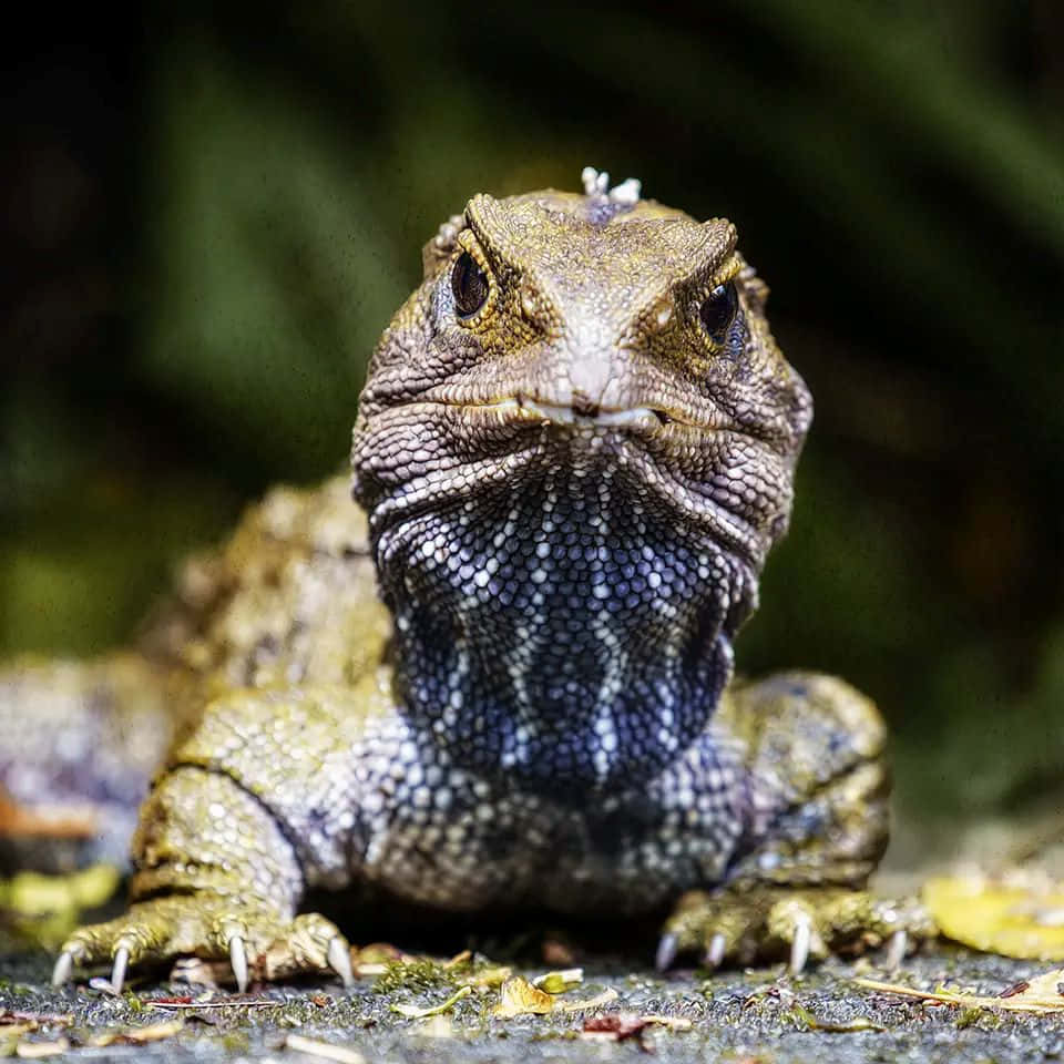 Tuatara Close Up Portrait Wallpaper