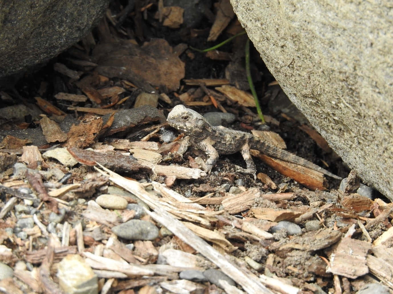 Tuatara Hatchling Camouflage.jpg Wallpaper