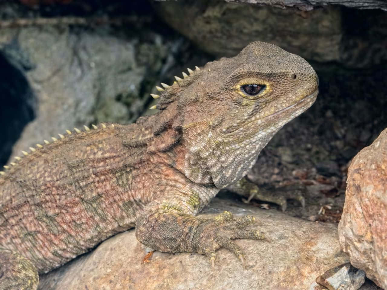 Tuatara Lizard Restingon Rock Wallpaper