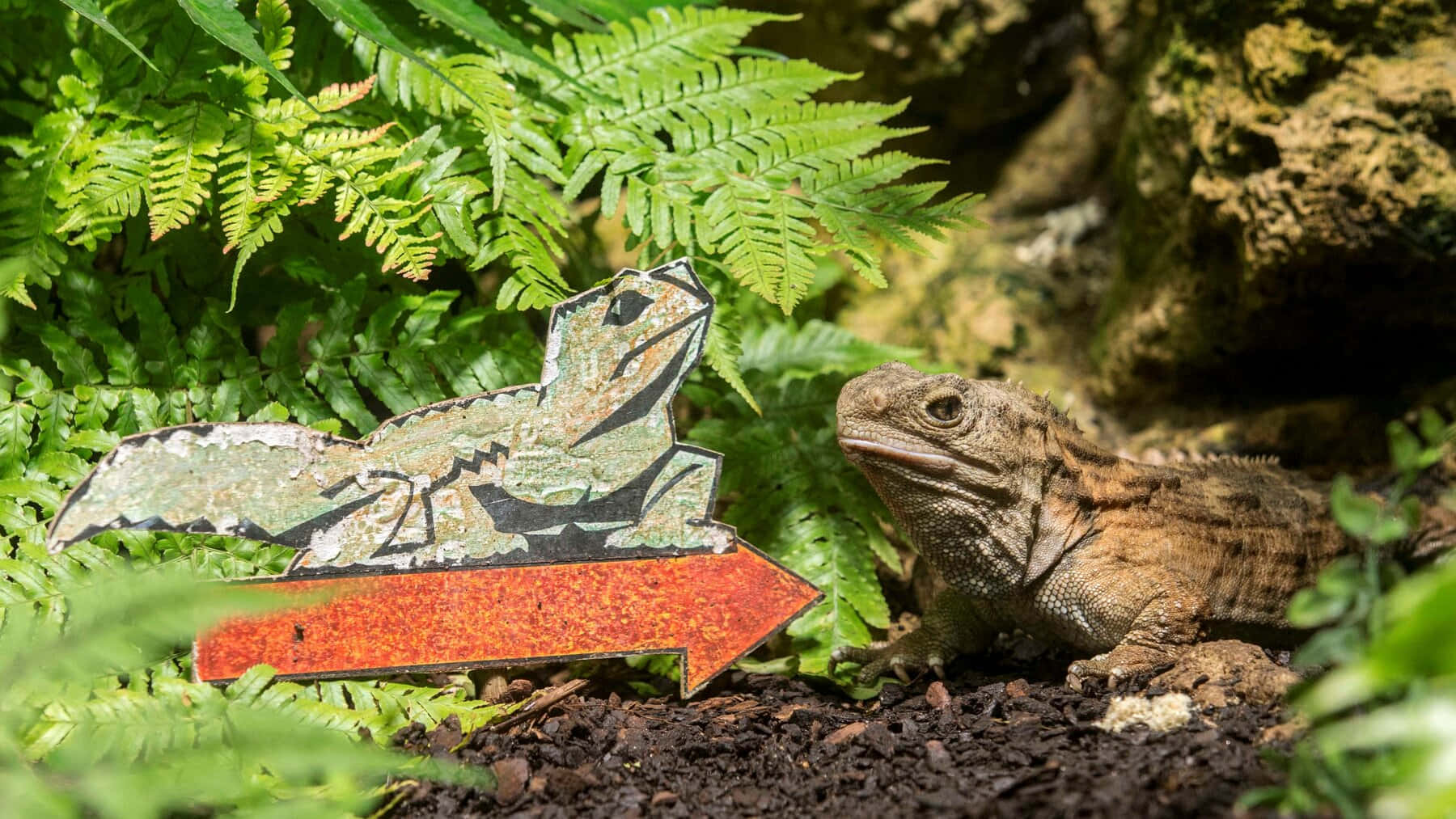 Tuatara Nextto Sign Wallpaper