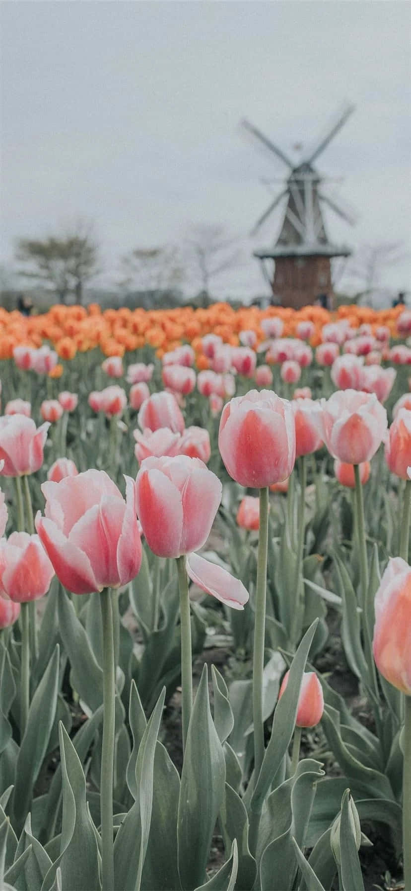 Tulip Field Windmill Aesthetic Wallpaper