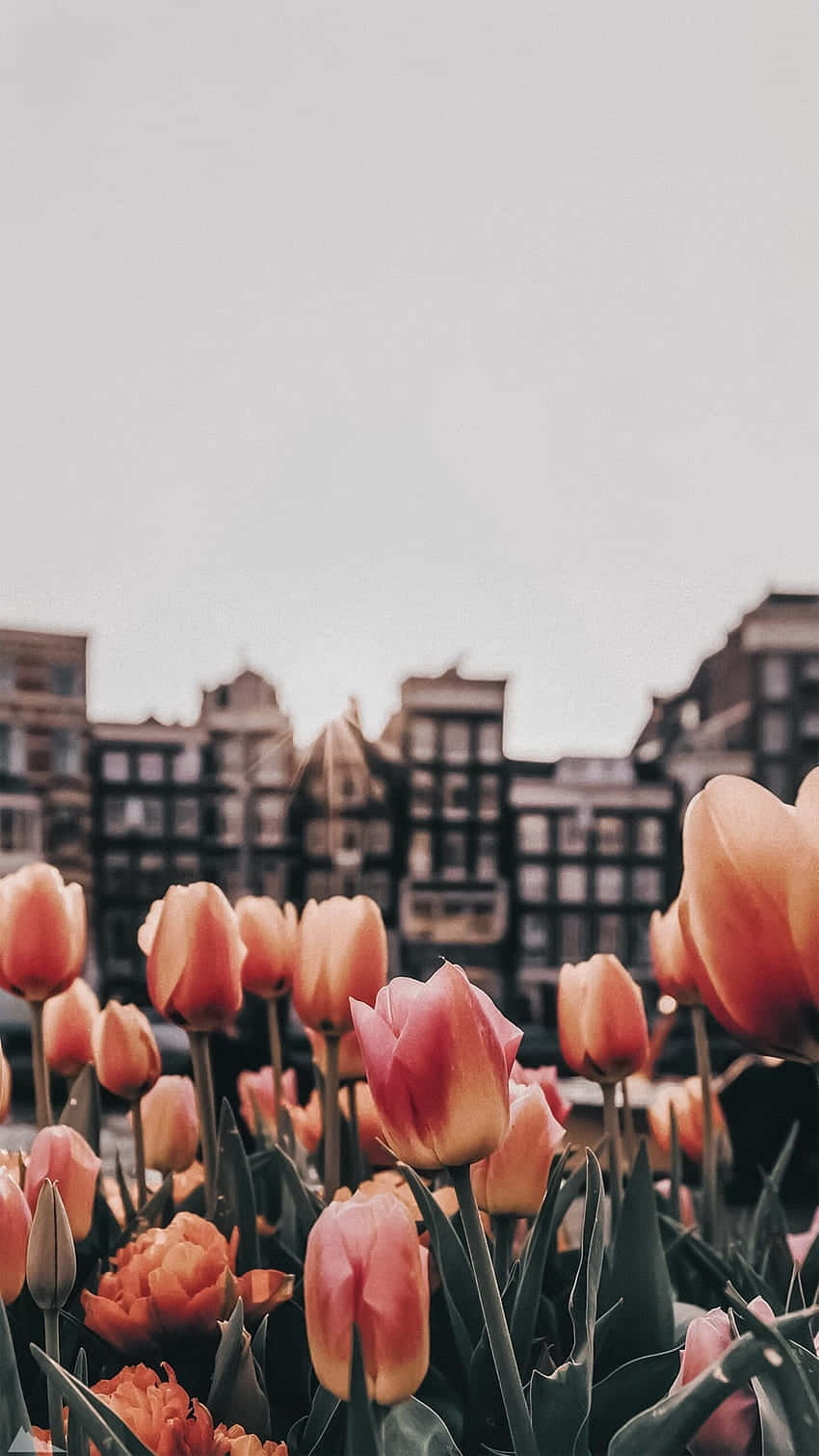 Tulips_in_ Urban_ Setting Wallpaper