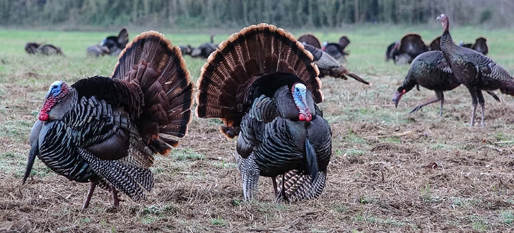 Turkeys In A Field With Grass And Dirt Wallpaper