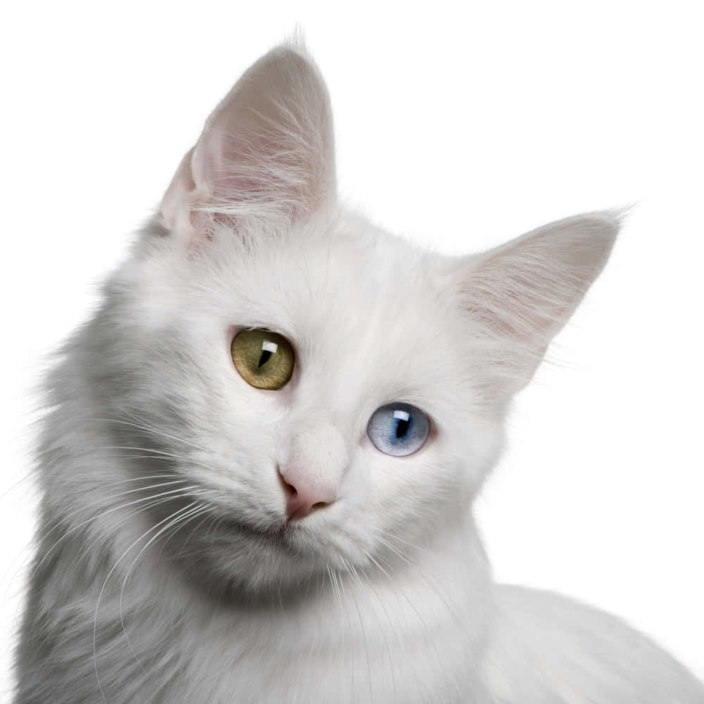 Turkish Angora Cat Posing Elegantly Wallpaper