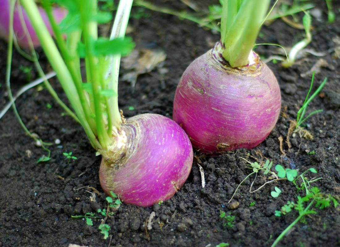 Turnip Plant In Soil Wallpaper