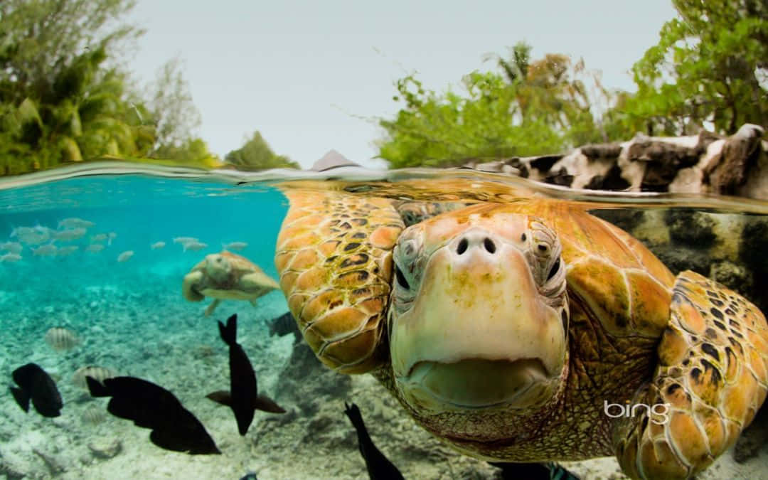 Turtle Close Up Iphone Hd Wallpaper