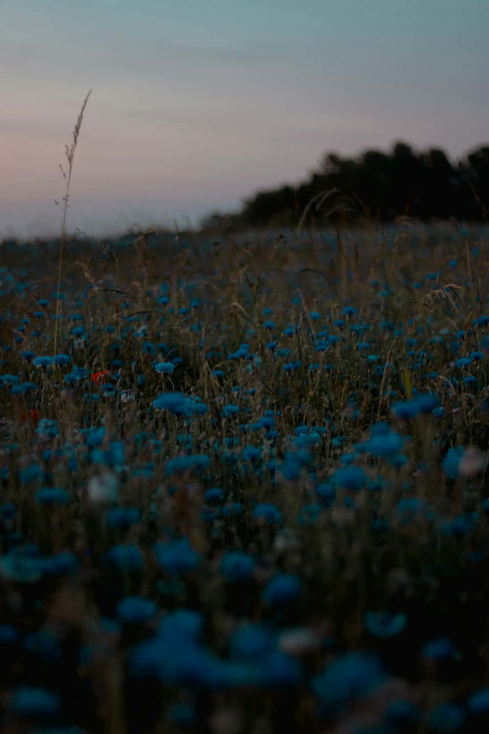 Twilight Blue Floral Field Wallpaper