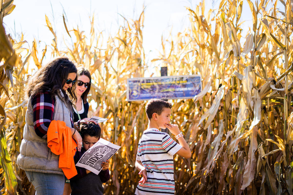 Twin Cities Harvest Minneapolis Wallpaper