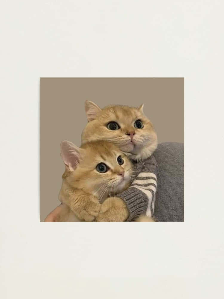 Twin Feline Harmony - Matching Cat Pfp Wallpaper