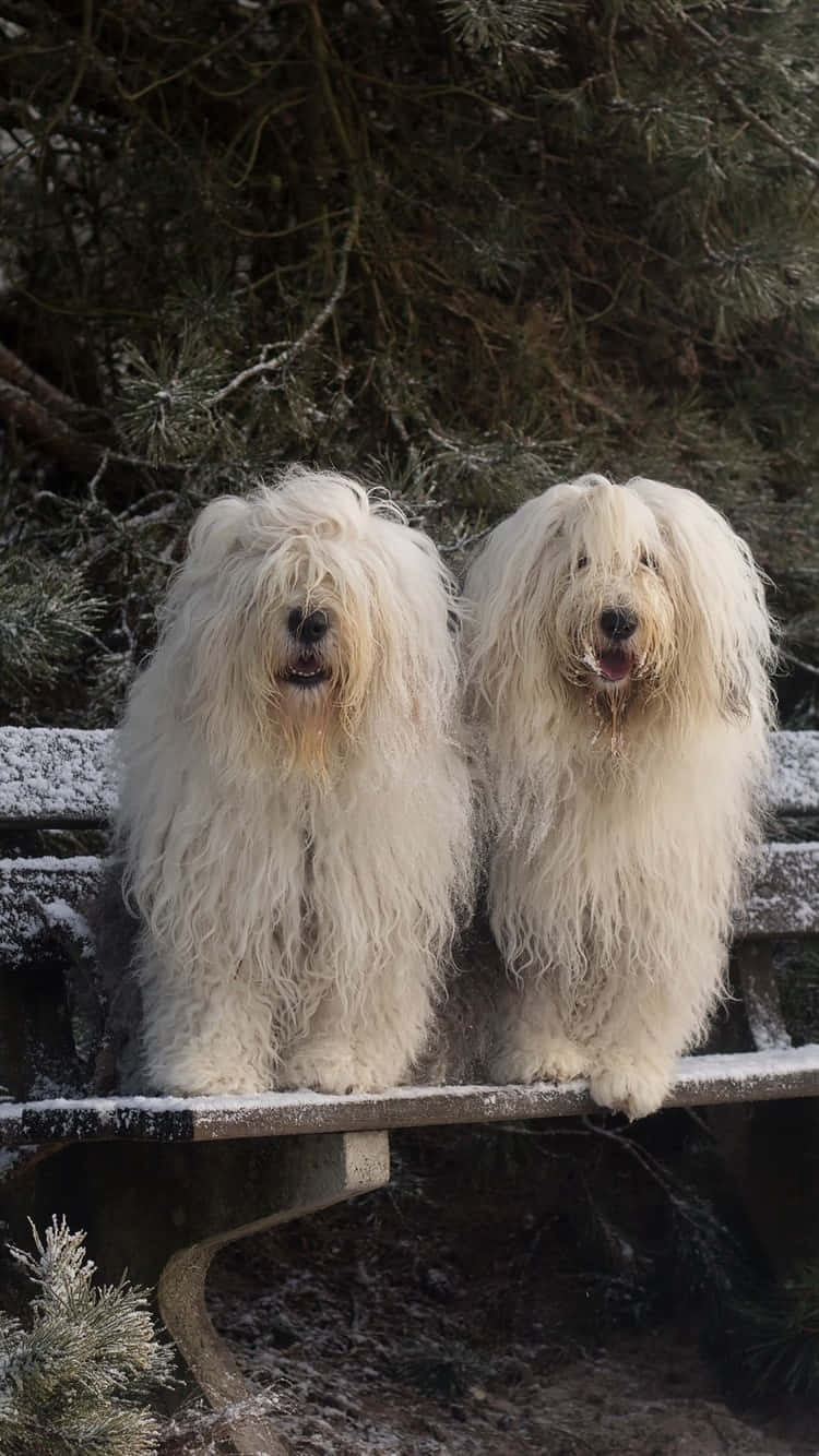 Twin Fluffy White Dogs Winter Scene Wallpaper