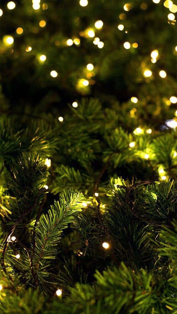 Twinkling Lights Christmas Pine Wallpaper