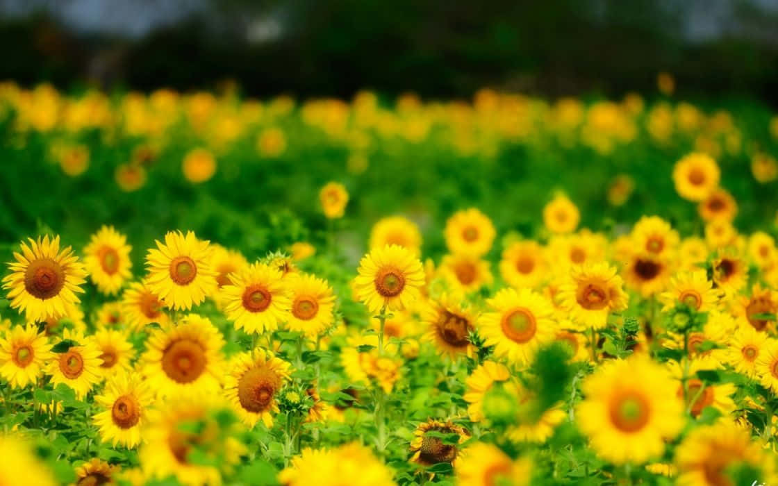 Twitter, Instagram Yellow All The Way With These Joy-bringing Sunflowers. Wallpaper