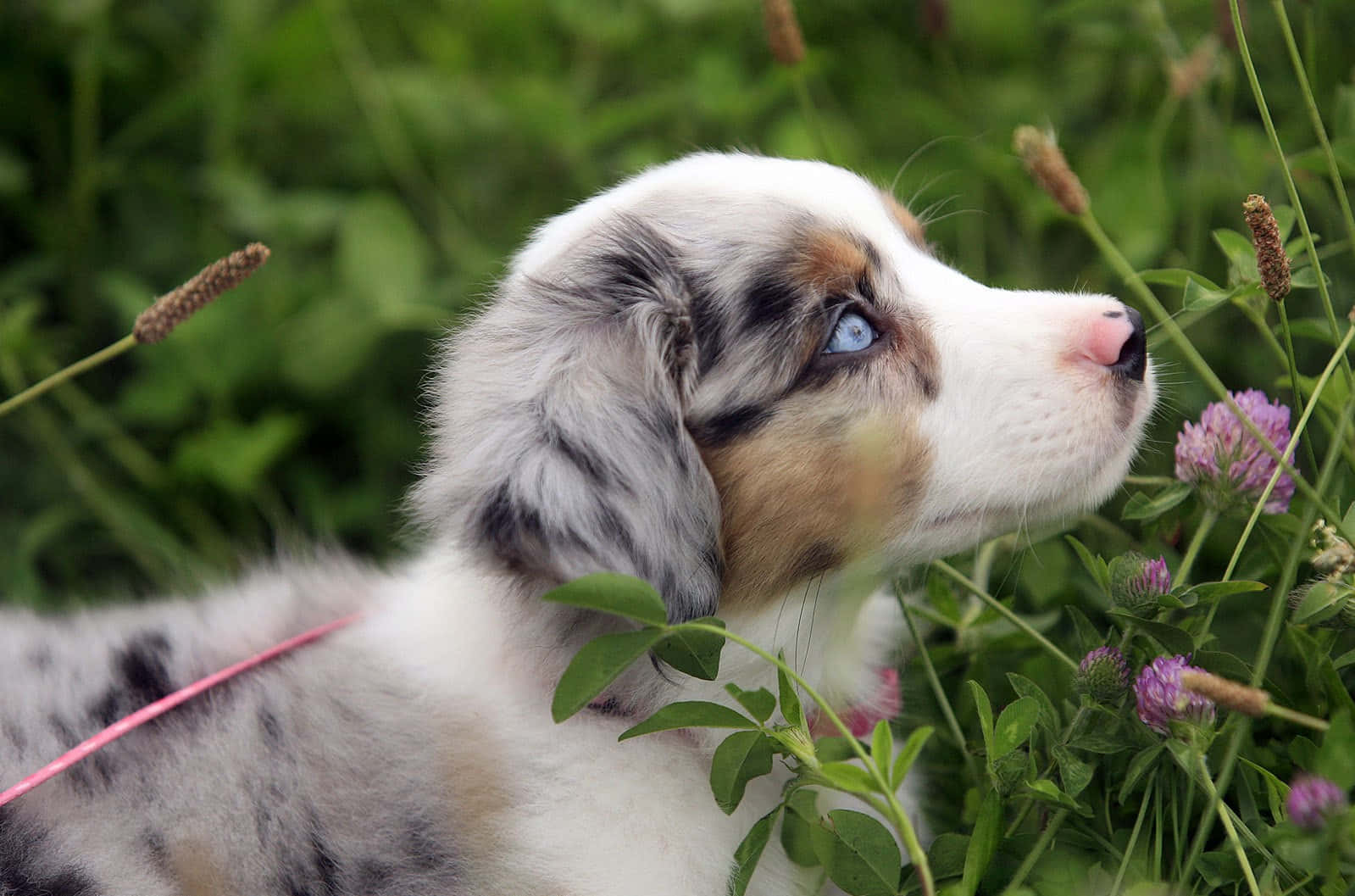 Two Adorable Pink Puppies Wallpaper